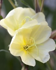 Oenothera odorata, 'Apricot Delight' - Evening Primrose - Perennial Plant
