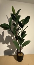 FICUS Elastica - RUBBER PLANT