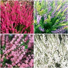 [x4] Scottish Heather Calluna