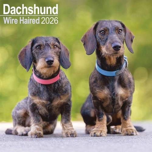 Wire haired dachshund calendar - wire,