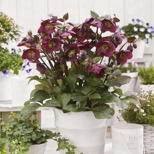 Hellebore frostkiss annas - hellebore,