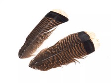 PAIR OF WHITE TIP BROWN TURKEY FEATHERS