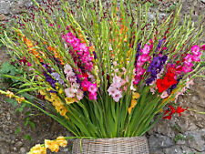 10x Gladioli MIXED Bulbs Large