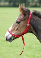 Shires Foal Slip 3/4” (18mm)