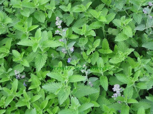 Herb catnip catmint nepeta - catnip,