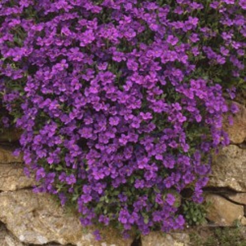 Aubrieta royal violet - 6,