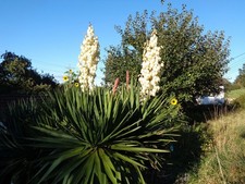 Hardy Outdoor Yucca Gloriosa 70cm  Rooted Plant Tough Frost & Drought Tolerant