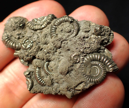Pyrite multi ammonite - multi-ammonite, fossil
