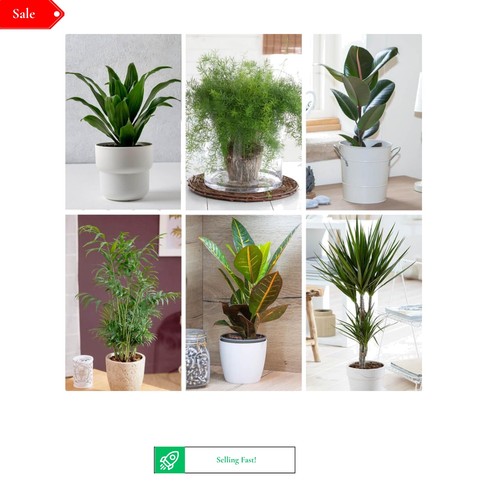 Houseplants collection - 6,