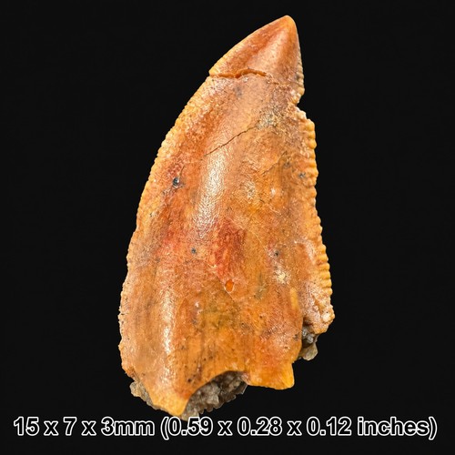 Genuine raptor dinosaur - , tooth