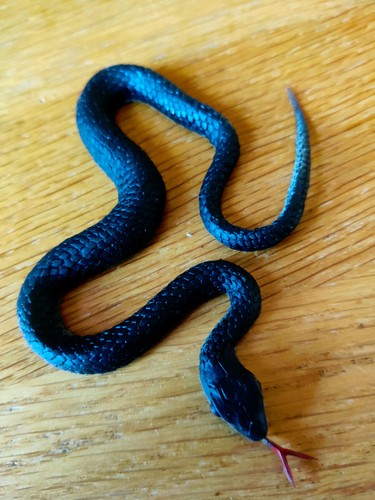 Small vintage hong kong 1960s - hong,