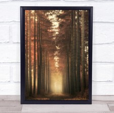 Landscape Trees Tree Trunks Forest Path Season Seasons Seasonal Wall Art Print