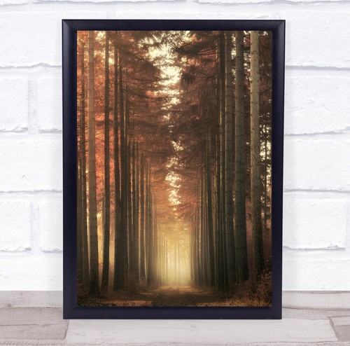Landscape trees tree trunks - trees,