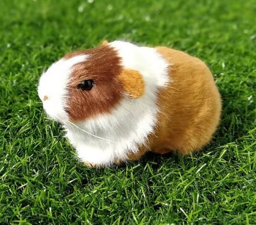 Brown guinea pig inch - 5,