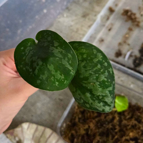Rare scindapsus purity - scindapsus,
