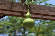 Gourd Birdhouse Seeds