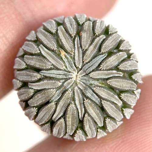 2cm succulent cactus plant - 2cm,