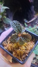 Labisia Sp