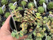 Sedum
