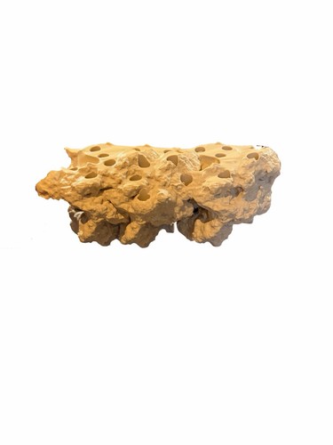 Magnetic printed coral frag - magnetic, 3d