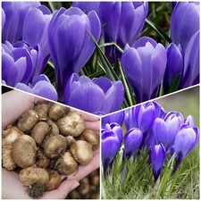 50 CROCUS BULBS 'Flower