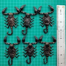 Set 6 Real Small Scorpion