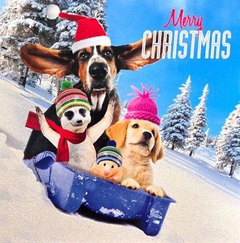 Festive labrador friends - festive,