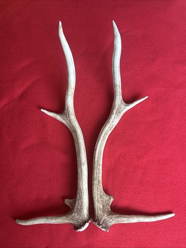 Pair red deer antlers 418g - of,