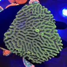 Xl Platygyra Favia Hard Coral