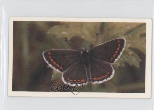 1983 grandee british - 1983,