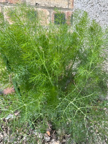 Fennel seeds 300 fresh - fennel,