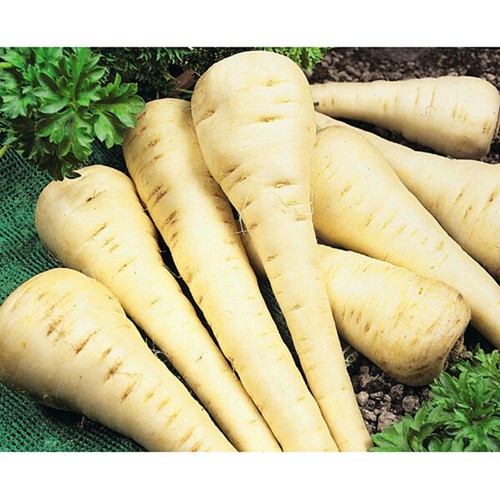 Parsnip gladiator vegetable - gladiator, f1