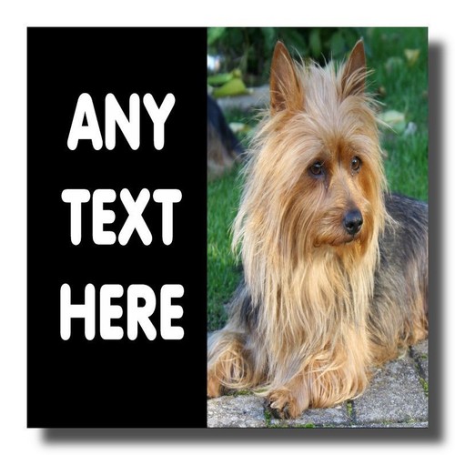 Australian terrier - australian,