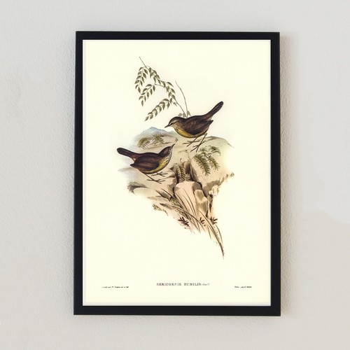 Vintage bird illustration - vintage,