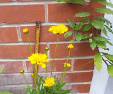Coreopsis Golden Joy plant in 13cm pot approx. Yellow Perennial