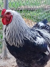 6 Dark Brahma X Columbian