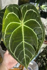 Anthurium Regale X Forgetii
