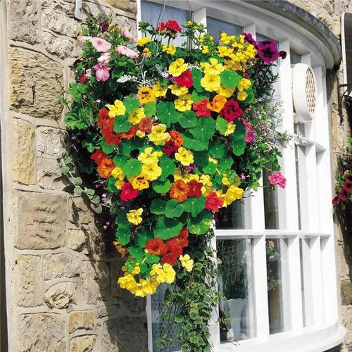 Climbing trailing nasturtium - trailing,