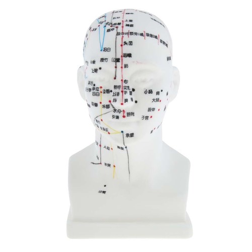 Meridian model human - meridian,