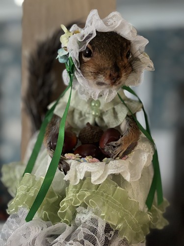 Roadkill taxidermy dressed - roadkill,