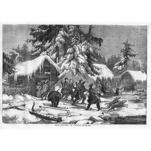 Sweden bear hunting skis - hunting, on