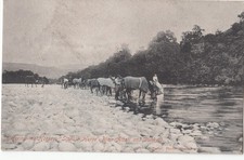 1900 GB Scotland Military "Scottish Horse" regt. Watering Horses at Blair Atholl