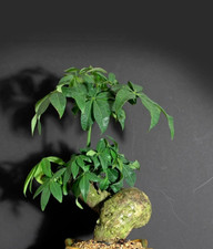 Pachira aquatica, indoor