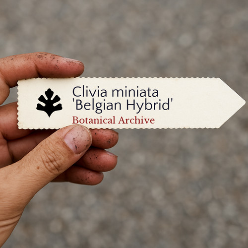 Clivia miniata belgian - clivia,
