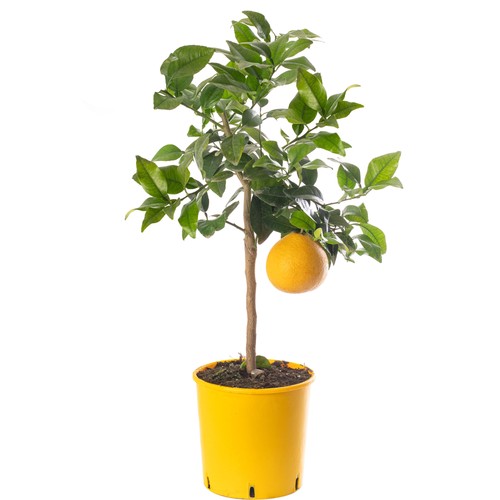 Assorted indoor citrus trees - indoor,