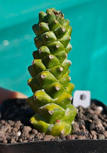 Euphorbia monadenium - euphorbia, /