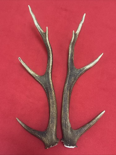 Pair sika deer antlers - pair,