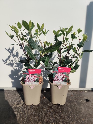 Viburnum gwenllian - 2, 'gwenllian'