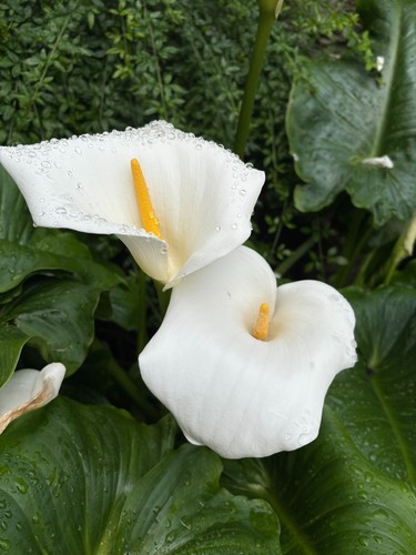 White arum lily - lily, or