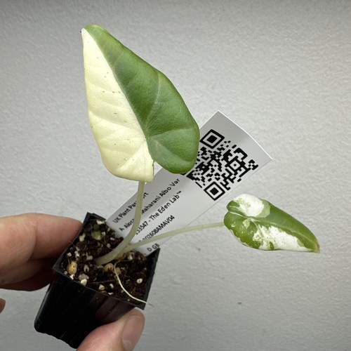 Alocasia maharani variegata - alocasia,
